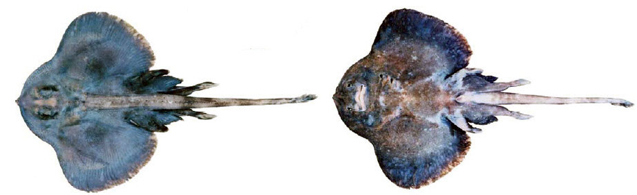 Neoraja caerulea_02.jpg
